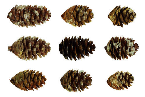 Picea rubens cones southern highlands reserve web